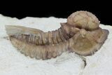 Scare Cyphaspis Trilobite - Large For Species #61691-2